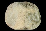 Fossil Hadrosaur Phalange - Alberta (Disposition #-) #143307-1